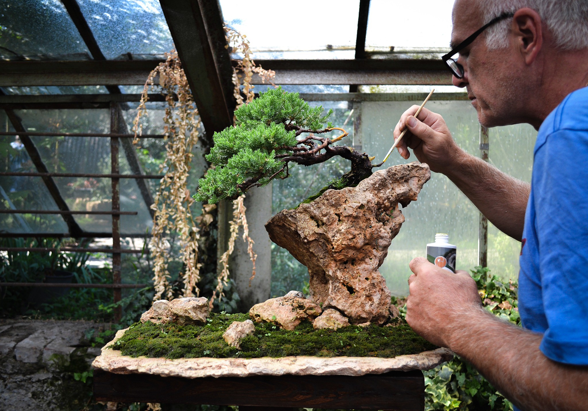 What Makes Bonsai Trees So Expensive?