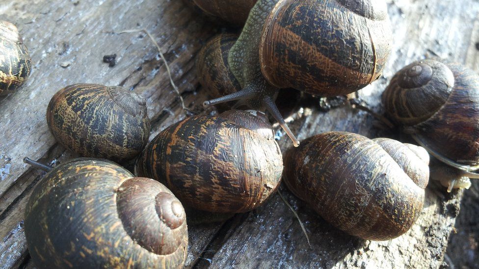 Snail Farming Thrives in Sighnaghi, Boosting Export