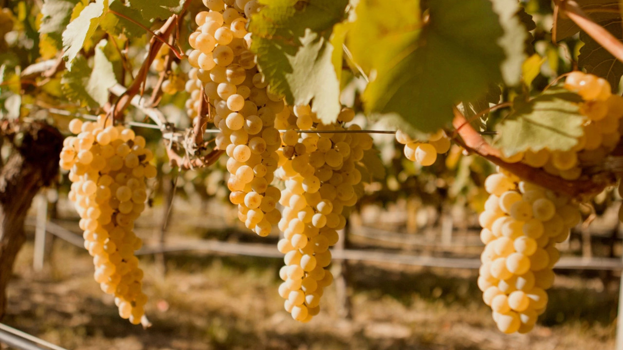 Georgia Introduces Three-Tier Grape Pricing for 2026 Harvest to Prioritize Quality Over Quantity
