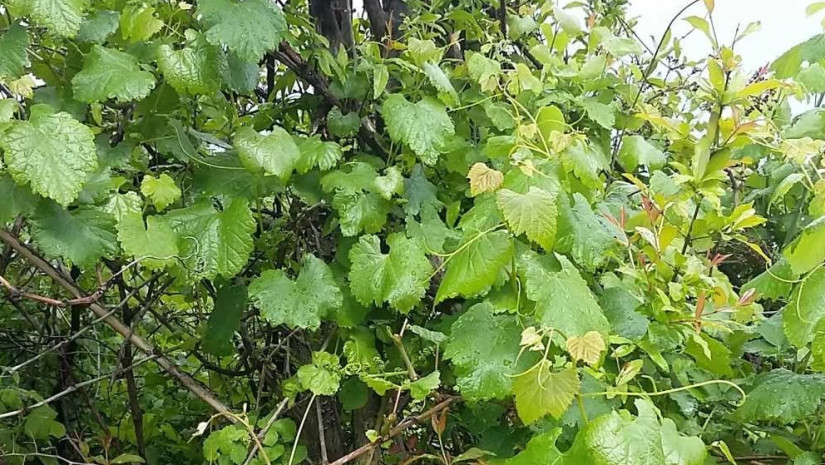 Scientific Project Advances Study of Georgia’s Wild Vine Heritage