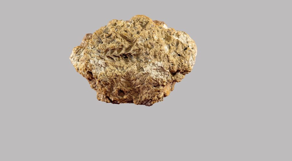 Georgia Identified as One of the Earliest Cradles of Bread Wheat
