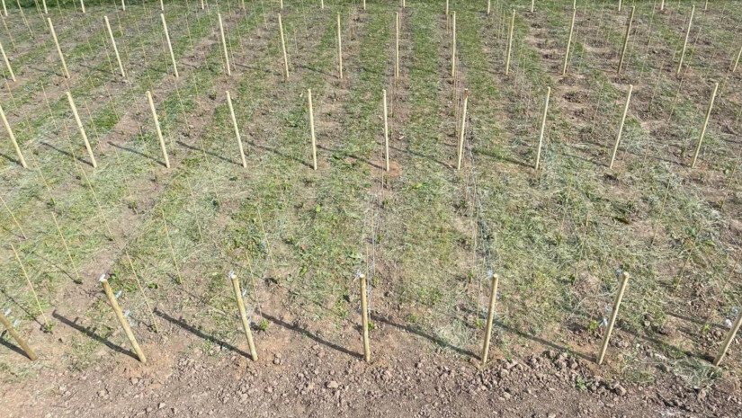 Georgian Vine and Fruit Tree Varieties Planted at the Leuville Georgian Estate in France