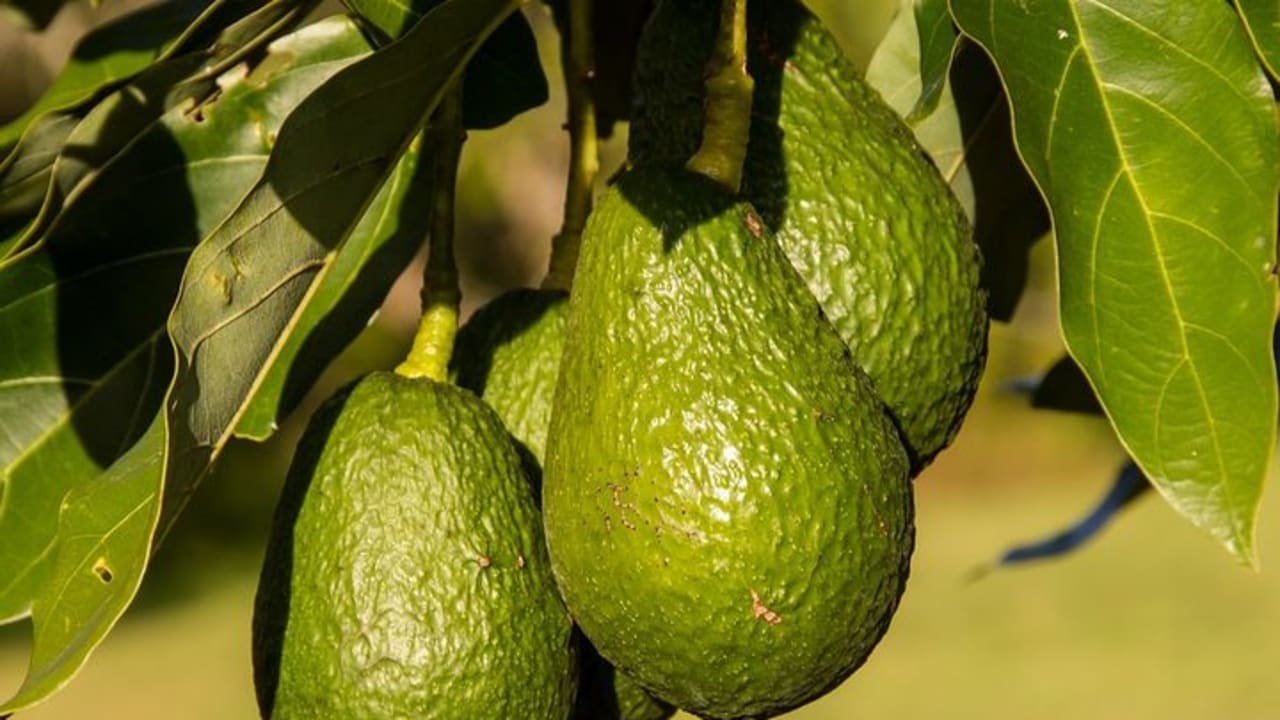 Company Established First Commercial Avocado Farm Economy CBW